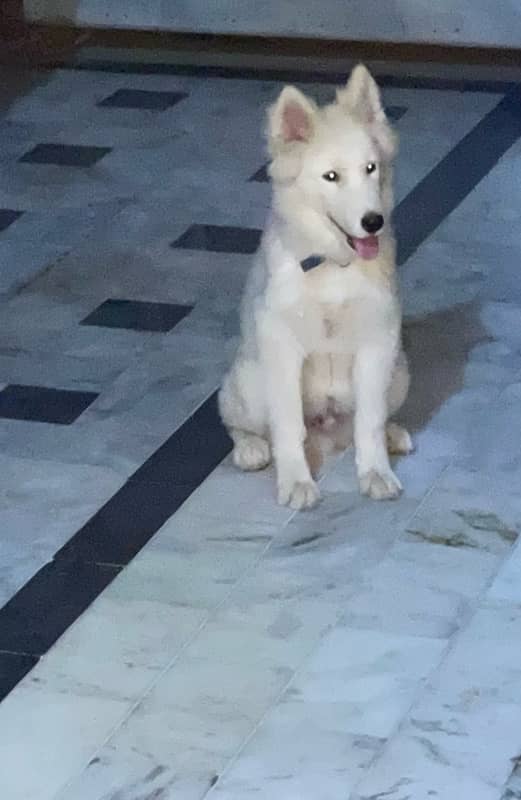 white husky extremely high quality 1