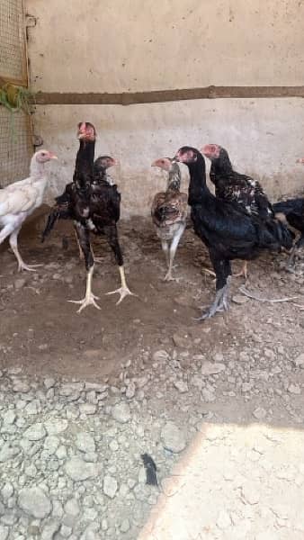 Shamo, Thai,Orpington ,Blue lace Wyandotte , Ayam Cemani Chicks 12