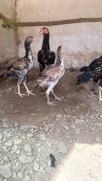 Shamo, Thai,Orpington ,Blue lace Wyandotte , Ayam Cemani Chicks 13