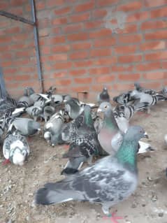 Qasad rescing pigeon breeder pairs for sale