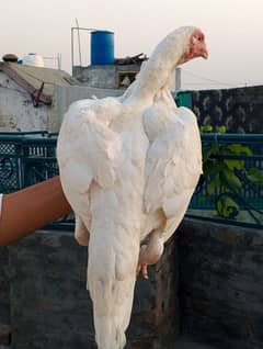 white heera female good condition