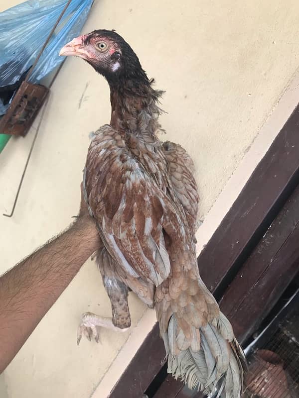 Sindhi brown salethi mix Aseel breeder hen muri / murghi 2