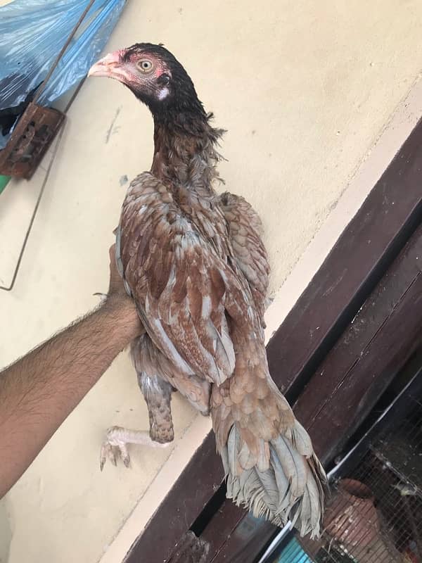 Sindhi brown salethi mix Aseel breeder hen muri / murghi 3