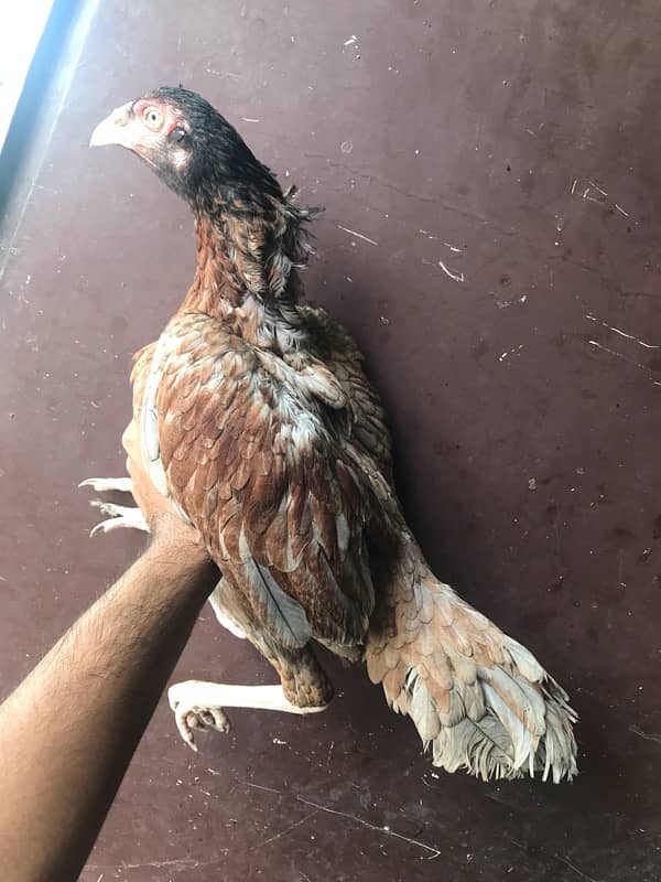 Sindhi brown salethi mix Aseel breeder hen muri / murghi 7