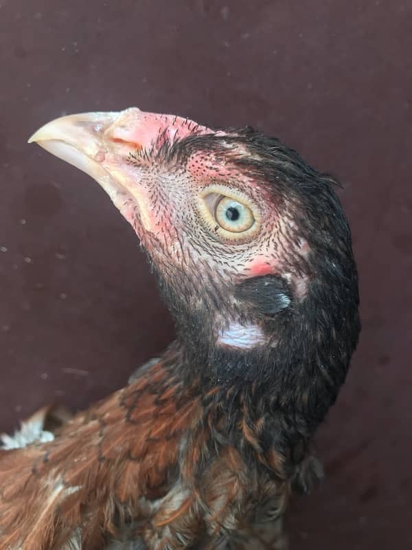 Sindhi brown salethi mix Aseel breeder hen muri / murghi 8