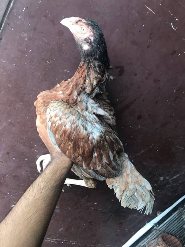 Sindhi brown salethi mix Aseel breeder hen muri / murghi 9