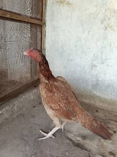 High quality female for sale 03074968775