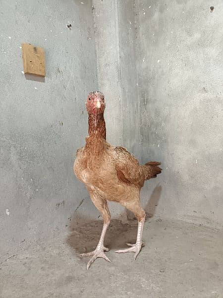 High quality female for sale 03074968775 4