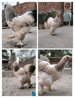 Barama hens