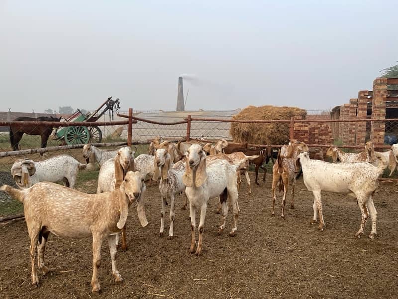 Makhi cheeni goats 0