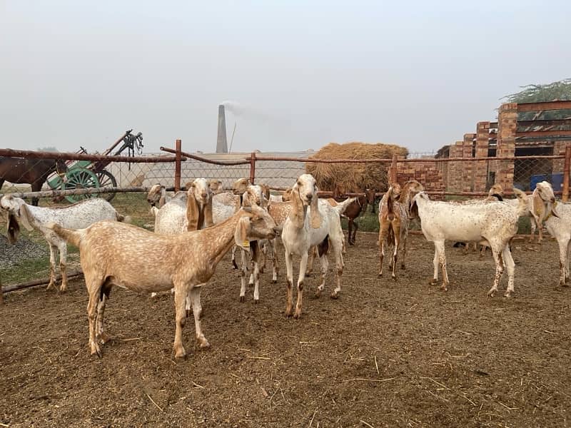 Makhi cheeni goats 1