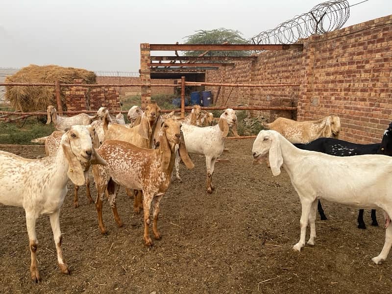 Makhi cheeni goats 2