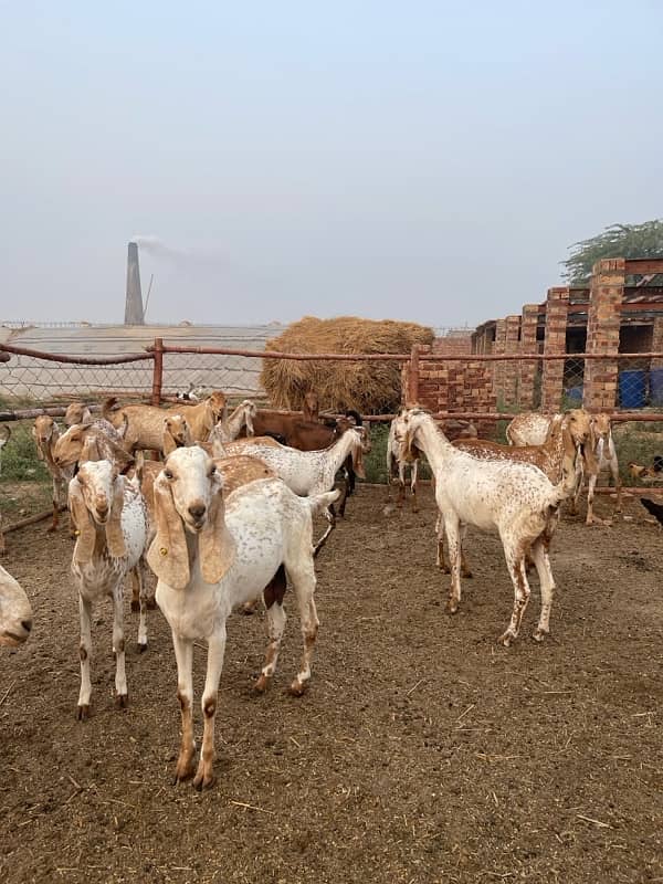 Makhi cheeni goats 3