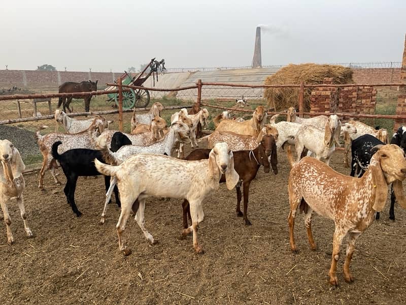 Makhi cheeni goats 4