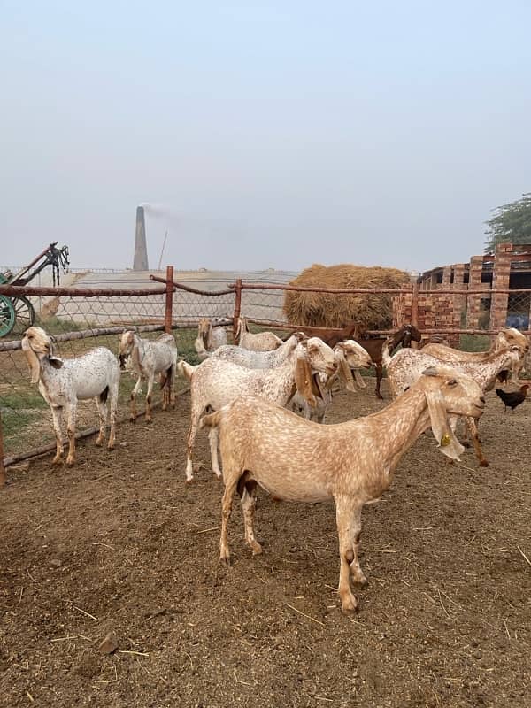 Makhi cheeni goats 5