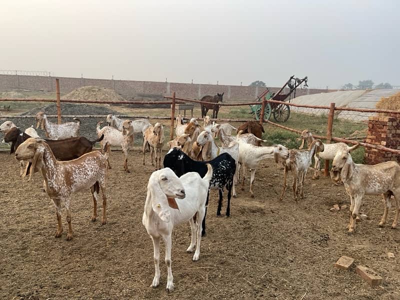 Makhi cheeni goats 6