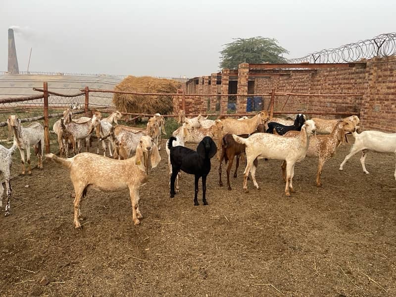 Makhi cheeni goats 8