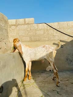 Mashallah top quality makhi chini bakra & jatan