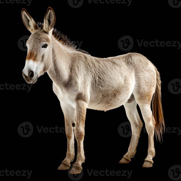 donkey for sale 0