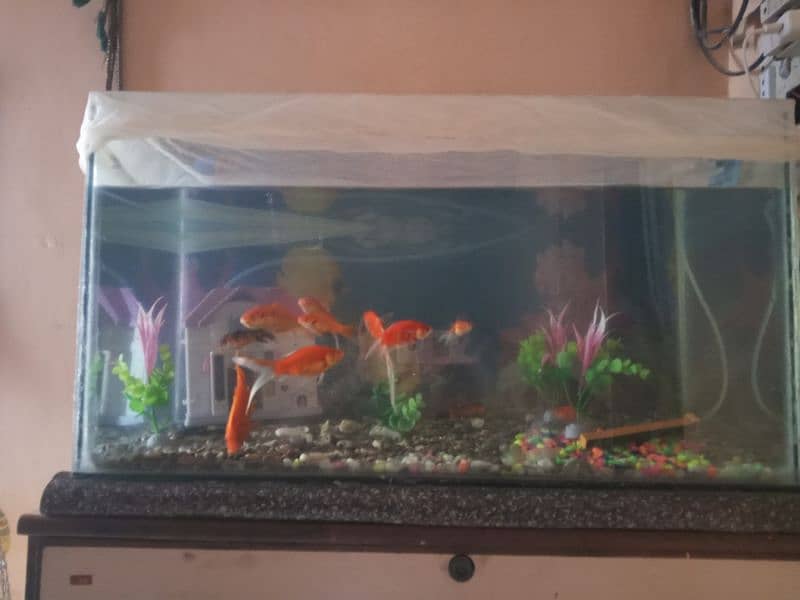 aquarium and fish 1