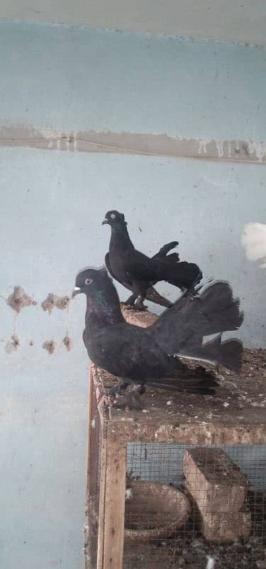 black laka pair 2