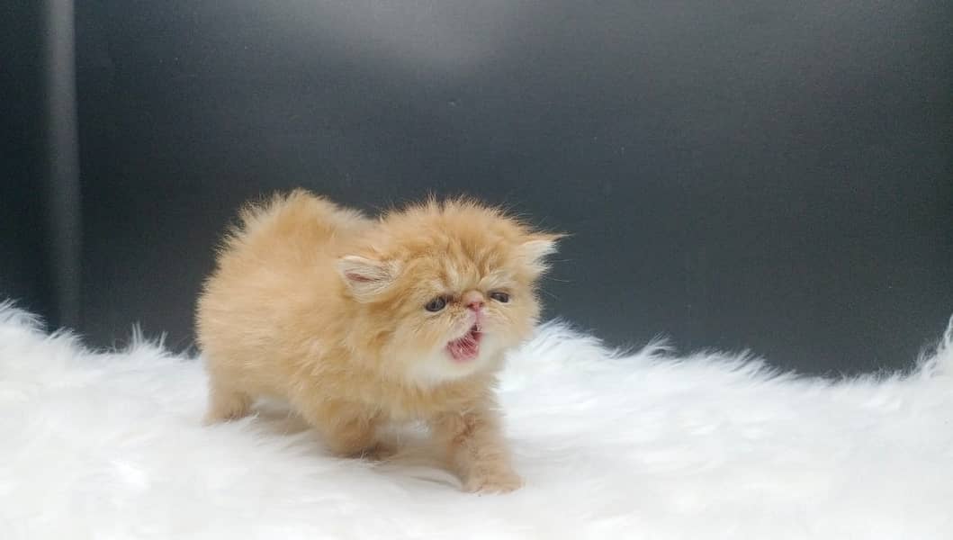 High Quality Peke Persian Female kitten 0