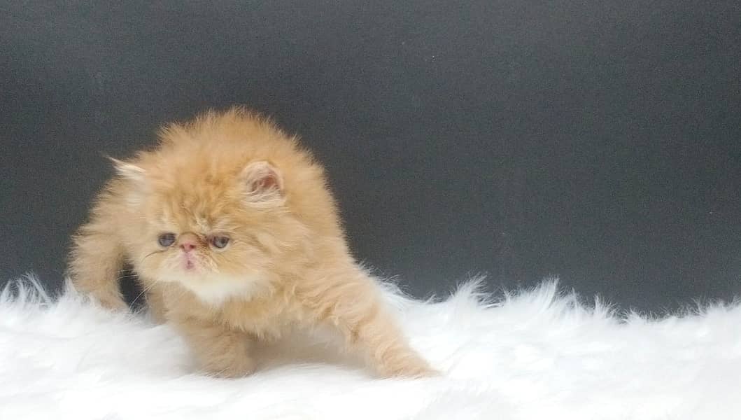 High Quality Peke Persian Female kitten 1