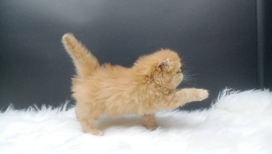 High Quality Peke Persian Female kitten 2