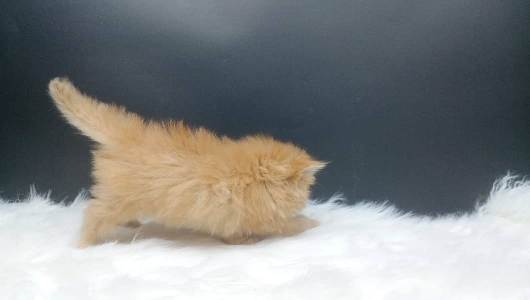 High Quality Peke Persian Female kitten 3