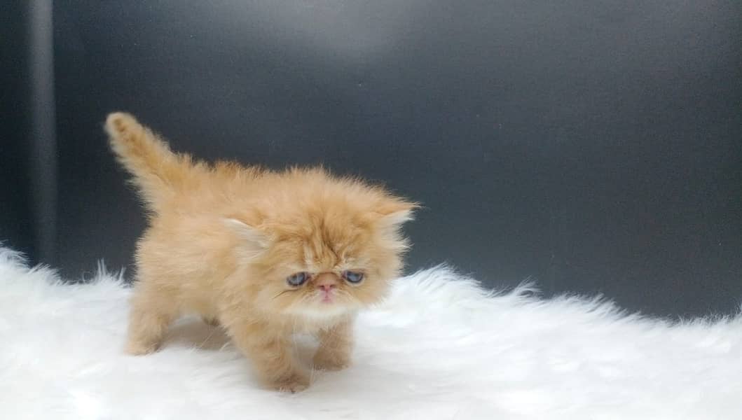 High Quality Peke Persian Female kitten 4