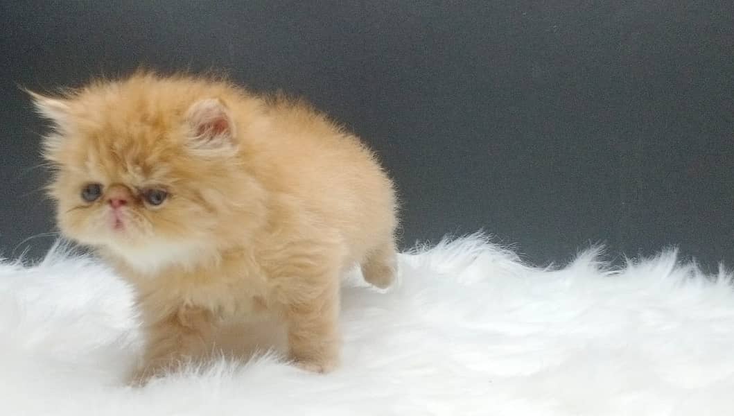 High Quality Peke Persian Female kitten 5