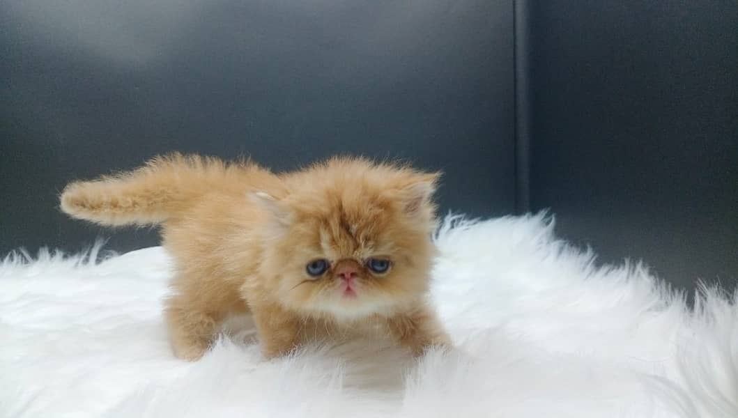 High Quality Peke Persian Female kitten 6