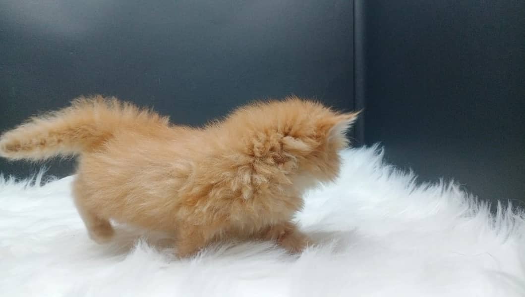 High Quality Peke Persian Female kitten 7