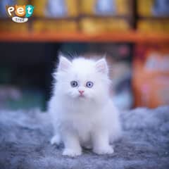 Persian Kitten | White Kitten | Top Quality Grey Kittens | Fawn Kitten