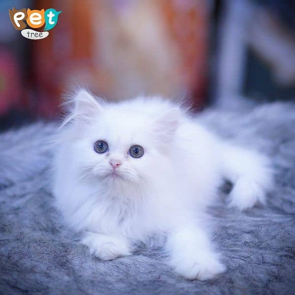 Persian Kitten | White Kitten | Top Quality Grey Kittens | Fawn Kitten 1