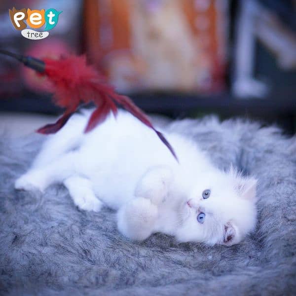 Persian Kitten | White Kitten | Top Quality Grey Kittens | Fawn Kitten 5