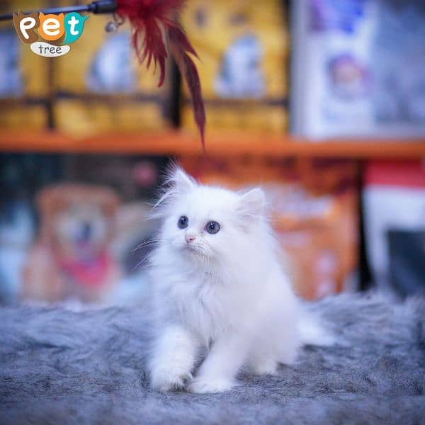 Persian Kitten | White Kitten | Top Quality Grey Kittens | Fawn Kitten 6