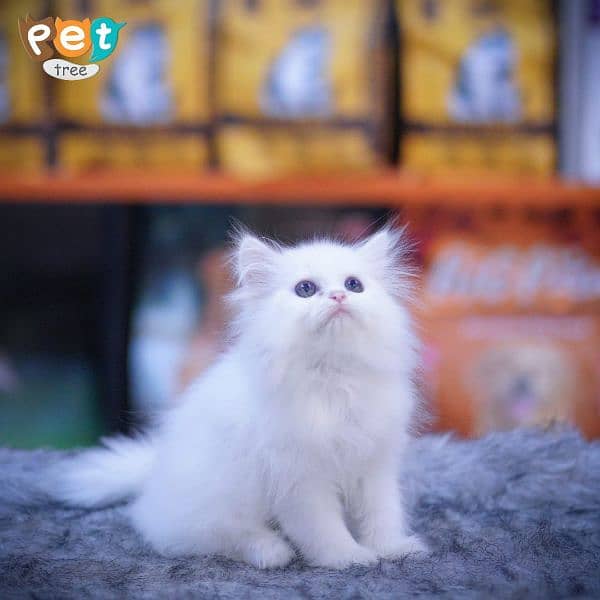 Persian Kitten | White Kitten | Top Quality Grey Kittens | Fawn Kitten 8