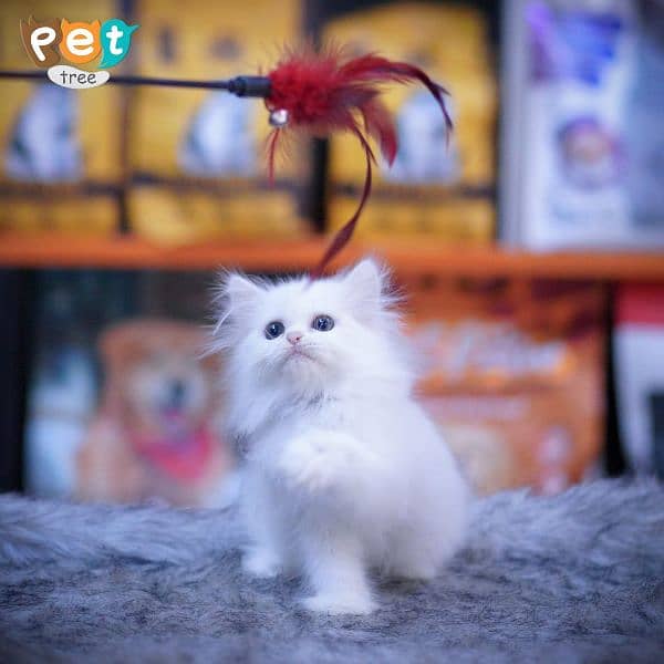 Persian Kitten | White Kitten | Top Quality Grey Kittens | Fawn Kitten 11