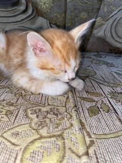 3 male kitten 2 months old ginger mixed breed