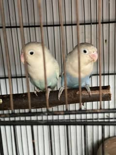 full breeder Pair hai