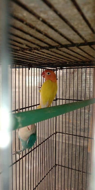 lutino personata and  lovebird for sale 5