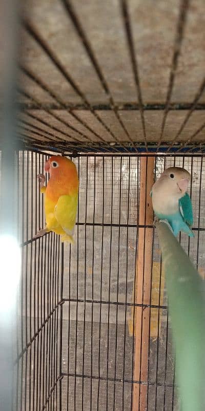 lutino personata and  lovebird for sale 6