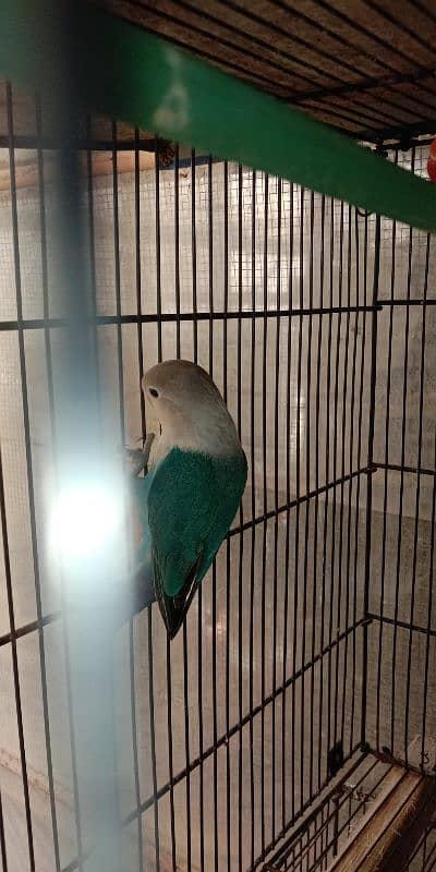 lutino personata and  lovebird for sale 8