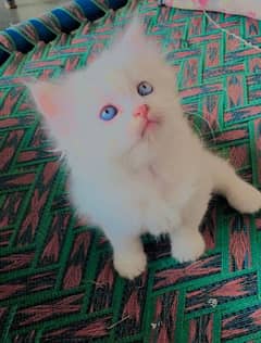 persian white cat with beautiful eyes