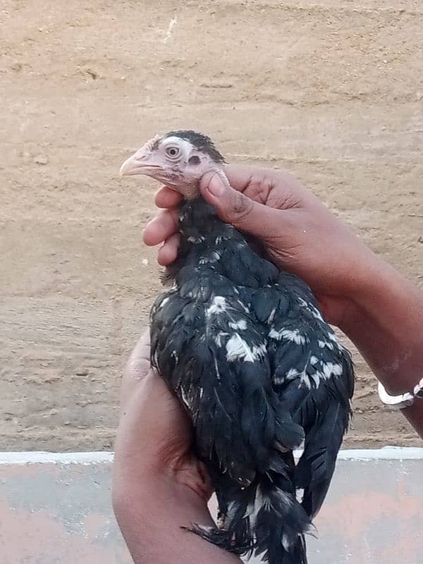 aseel mianwali murga murgi or chicks rabta 03490024617 10