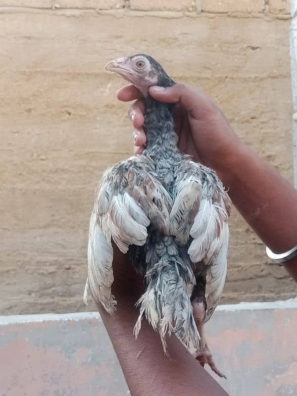 aseel mianwali murga murgi or chicks rabta 03490024617 12