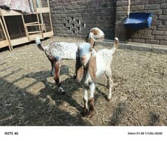 Pair Makhi cheena Goat Kids For Sale