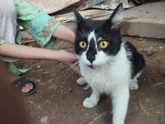 Black and white coat cat