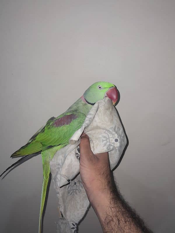 03153422464 raw parrot 0